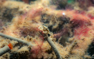 ‘Juvenile Shore Crab on Fan Worm. The Wild Oysters Project (c) ZSL’